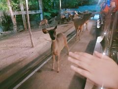 -清迈夜间动物园