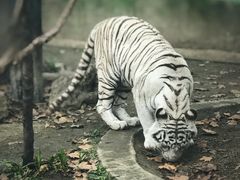 -成都动物园