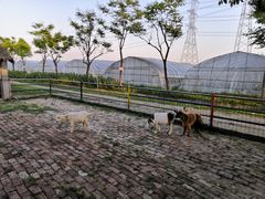 -金稼园·金平湖农家菜