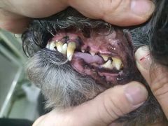 -博特宠物医院24h犬猫全科.骨科·异宠