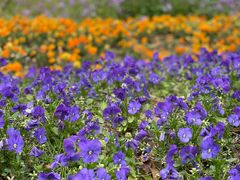 -上海山野camping·户外天幕烧烤·团建拓展营地