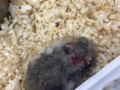 -爱侣宠医·鹦鹉专科·小型哺乳类·异宠专科(灵石路店)