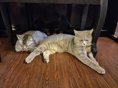 -猫岛主趣味餐厅(鼓浪屿店)