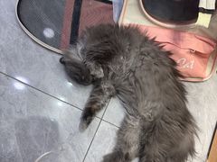 -爱洗澡的猫(天河路店)