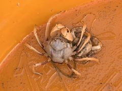 -北海金海湾红树林生态旅游区