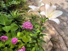 -上海滨江森林公园