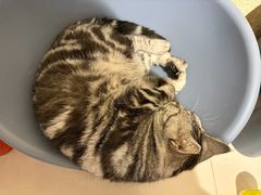 -平行世界·猫咖(首经贸店)