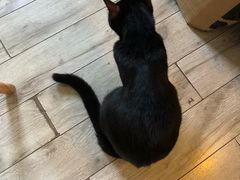 -海边的猫和咖啡馆