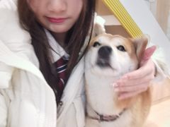 -是阿柴呀！柴犬咖啡·爱喵喵猫咖
