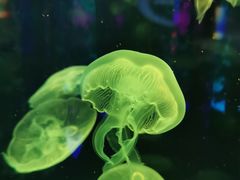 -成都浩海立方海洋公园