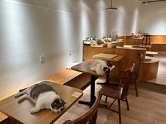 -有猫主题·治愈系猫咖(曾厝垵店)