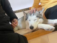 -Husky Go! 哈士奇体验馆·宠物咖啡厅狗咖