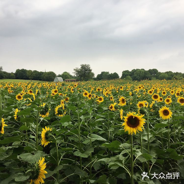 苏州阳澄湖美人腿一日游攻略