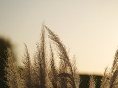 -良渚古城遗址公园