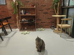 -豆逗聊愈猫阁Easy Life