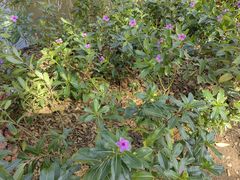 -中国科学院西双版纳热带植物园