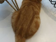 -飞行喵MR PILOT|猫舍·猫咖(静安大融城店)