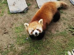 -卧龙中华大熊猫苑神树坪基地