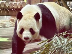 -栾川竹海野生动物园