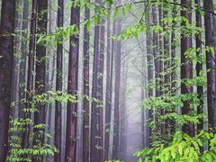 -山王坪喀斯特国家生态公园