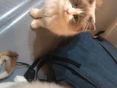 -松果猫咖(桐乡吾悦金街店)