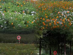 -洋湖国家湿地公园