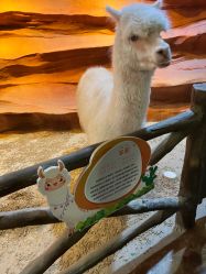 -酷嗒动物文化乐园(cutezoo西溪乐天城店)