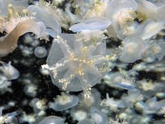 -太平洋海底世界