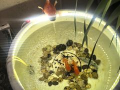 -厉家菜(金宝街店)