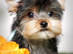 -翊宠yipet猫狗购宠庄园犬舍•猫舍