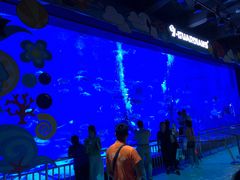 -烟台海昌鲸鲨海洋公园