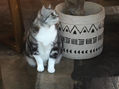 -咖法森林·咖啡  酒吧(天河店)