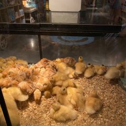 -造物庄园 萌宠纪(苏州湾歌林公园店)