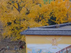 -遵化市禅林寺古银杏风景园