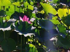 -国家植物园南园