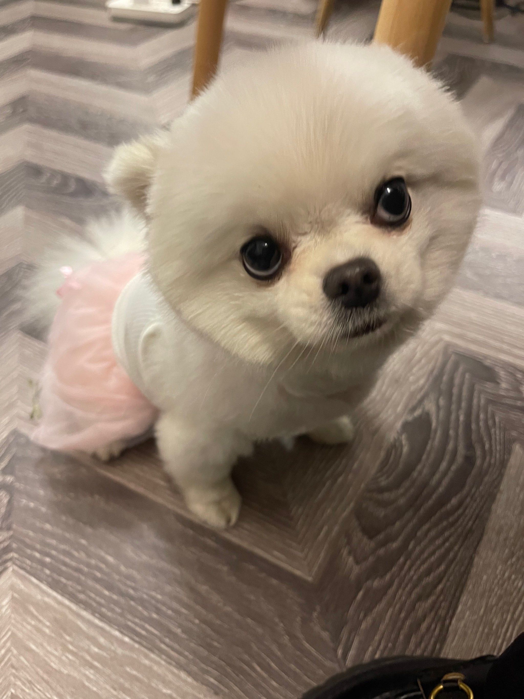 这么漂亮的小博美有谁不爱呢