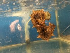 -臻鲜燕海鲜融合餐厅(金陵style店)