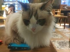 -猫猫幼稚园·撸猫·桌游·电玩