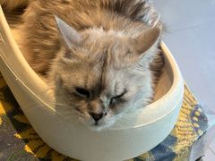 -平行世界·猫咖(首经贸店)