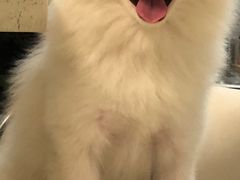 -宠颐生嘉德动物医院