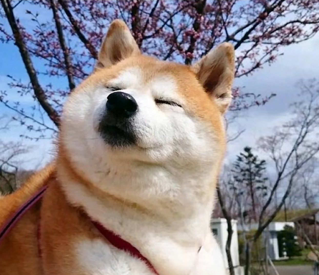 狗狗的快乐,我的快乐