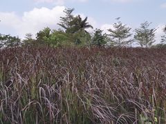 -光明小镇欢乐田园