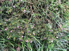 -桤木河湿地公园