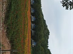 -紫海香堤香草艺术庄园