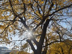 -千年银杏谷文化旅游区