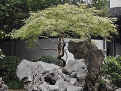 -秋霞圃