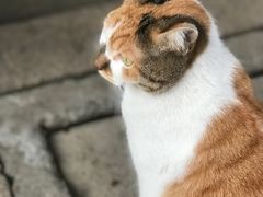 -龙华寺