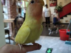 -猫小院猫主题餐厅(南锣旗舰店)