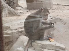 -石家庄市动物园