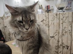 -楼上猫咖(罗湖店)